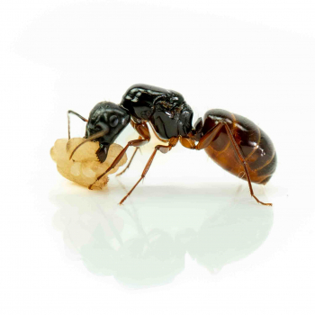 Camponotus sansabeanus